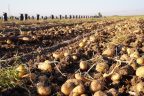 افزایش ۱۹ درصدی ساحات زیر کشت کچالو در پنجشیر