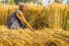 افزایش حاصلات گندم در ولایت کاپیسا