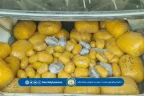 کشف بیش از ۲۳۰ کیلوگرام مواد مخدر و بازداشت چهار قاچاقبر در ولایت غزنی
